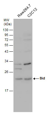 Western blot - Anti-Bid antibody (AB272880)