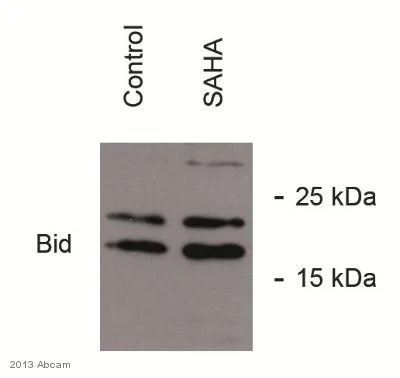 Western blot - Anti-Bid antibody (AB62469)
