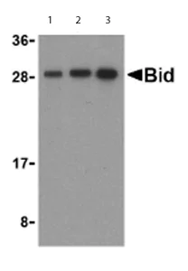 Western blot - Anti-Bid antibody (AB62469)