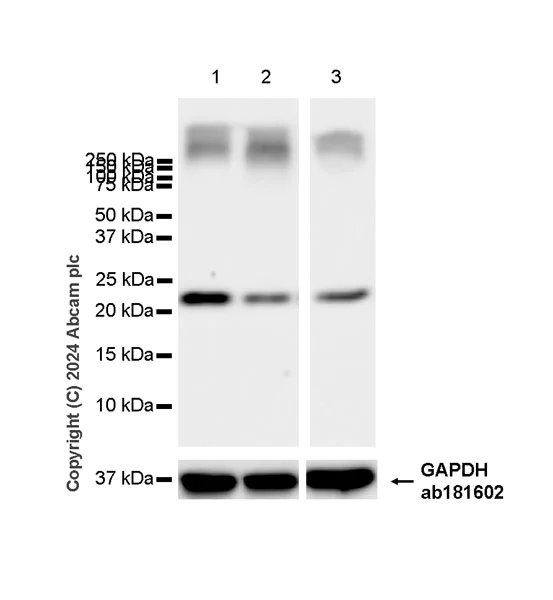 Western blot - Anti-Bid antibody [EPR27444-102] - BSA and Azide free (AB317810)