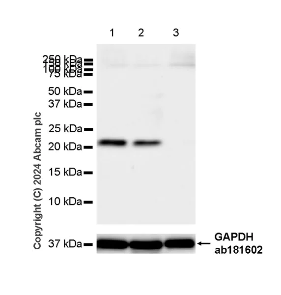 Western blot - Anti-Bid antibody [EPR27444-102] - BSA and Azide free (AB317810)