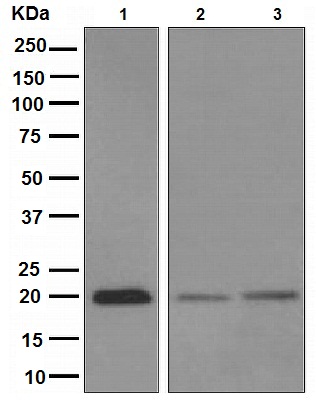 Western blot - Anti-Bid antibody [EPR9] - BSA and Azide free (AB247619), expandable thumbnail