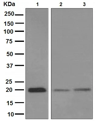 Western blot - Anti-Bid antibody [EPR9] - BSA and Azide free (AB247619)