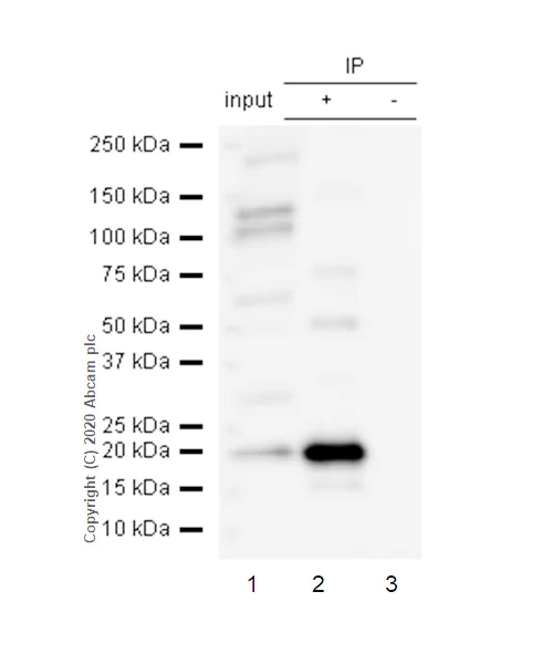Immunoprecipitation - Anti-Bid antibody [Y8] (AB32060)