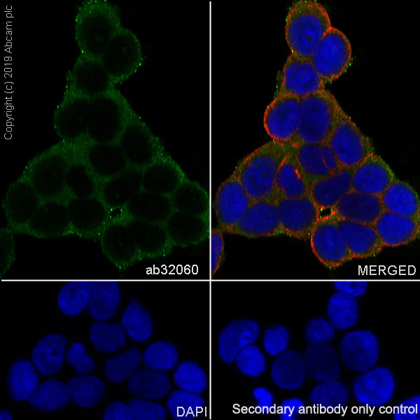 Immunocytochemistry/ Immunofluorescence - Anti-Bid antibody [Y8] - BSA and Azide free (AB247217)