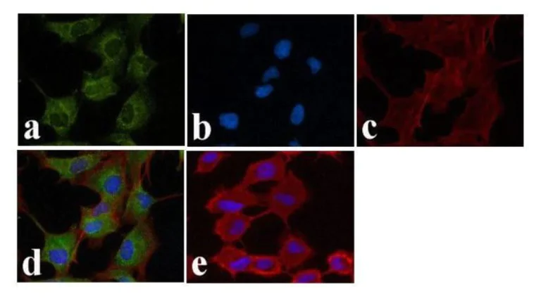 Immunocytochemistry - Anti-Bid Cleavage Site antibody (AB10640)
