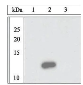 Western blot - Anti-Bid Cleavage Site antibody (AB10640)