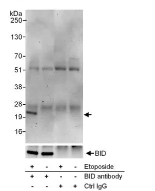 Immunoprecipitation - Anti-BID (phospho S78) antibody (AB264131)