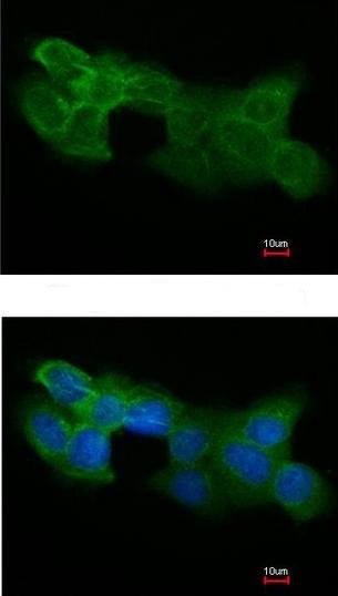 Immunocytochemistry/ Immunofluorescence - Anti-Bif-1 antibody (AB154236), expandable thumbnail