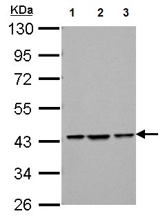 Western blot - Anti-Bif-1 antibody (AB154236), expandable thumbnail