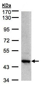 Western blot - Anti-Bif-1 antibody (AB154236), expandable thumbnail