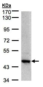 Western blot - Anti-Bif-1 antibody (AB154236)