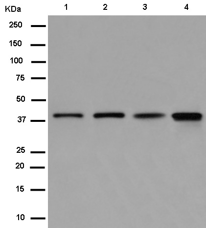 Western blot - Anti-Bif-1 antibody [EPR11857] - BSA and Azide free (AB250147)