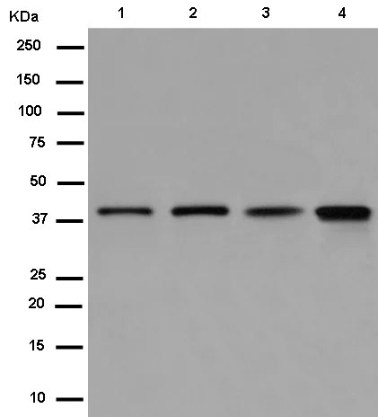Western blot - Anti-Bif-1 antibody [EPR11857] - BSA and Azide free (AB250147)
