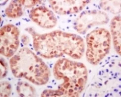 Immunohistochemistry (Formalin/PFA-fixed paraffin-embedded sections) - Anti-BIG-2 antibody [EPR8735] - BSA and Azide free (AB248823)