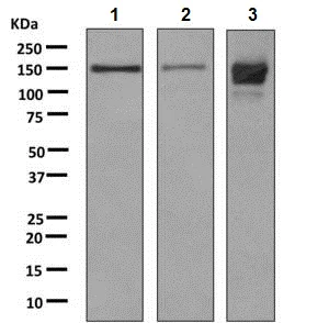 Western blot - Anti-BIG-2 antibody [EPR8735] - BSA and Azide free (AB248823)