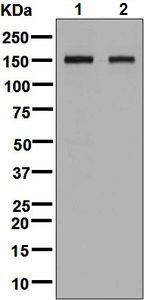 Western blot - Anti-BIG-2 antibody [EPR8736] (AB131285), expandable thumbnail