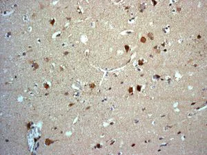 Immunohistochemistry (Formalin/PFA-fixed paraffin-embedded sections) - Anti-BIG-2 antibody [EPR8736] - BSA and Azide free (AB248406)