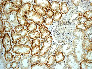 Immunohistochemistry (Formalin/PFA-fixed paraffin-embedded sections) - Anti-BIG-2 antibody [EPR8736] - BSA and Azide free (AB248406)