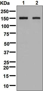 Western blot - Anti-BIG-2 antibody [EPR8736] - BSA and Azide free (AB248406)