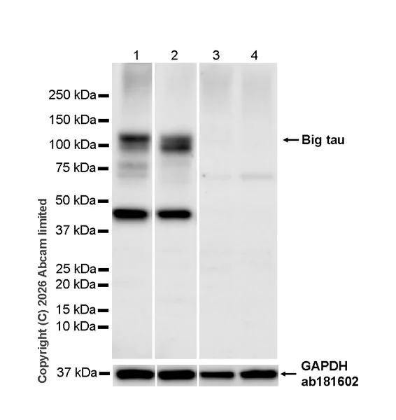 Western blot - Anti-Big tau antibody [EPR26831-57] (AB326361)