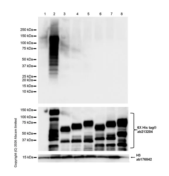 Western blot - Anti-Big tau antibody [EPR26831-57] (AB326361)