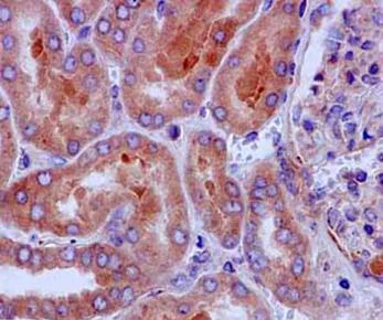 Immunohistochemistry (Formalin/PFA-fixed paraffin-embedded sections) - Anti-BIG1 antibody [EPR10046(2)] - BSA and Azide free (AB250707)