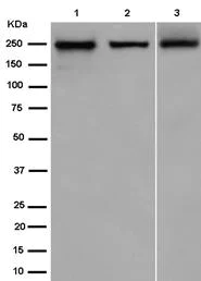 Western blot - Anti-BIG1 antibody [EPR10046(2)] - BSA and Azide free (AB250707)