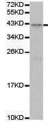 Western blot - Anti-Biglycan antibody (AB188508)