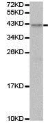 Western blot - Anti-Biglycan antibody (AB188508)