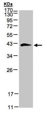 Western blot - Anti-Biglycan antibody (AB226991)