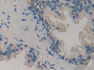 Immunohistochemistry (Formalin/PFA-fixed paraffin-embedded sections) - Anti-Biglycan antibody (AB231297)