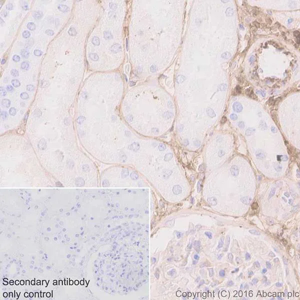 Immunohistochemistry (Formalin/PFA-fixed paraffin-embedded sections) - Anti-Biglycan antibody [EPR20235] - BSA and Azide free (AB251501)