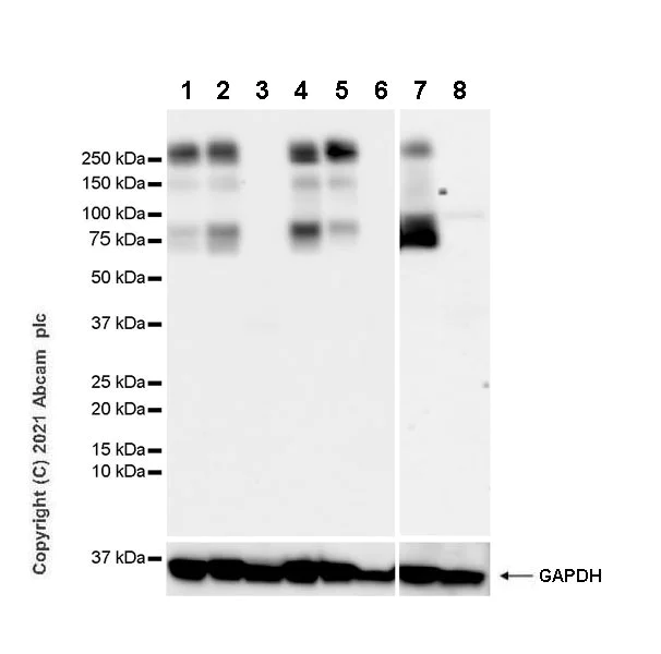 Western blot - Anti-BIII antibody [EPR25384-127] (AB288155)
