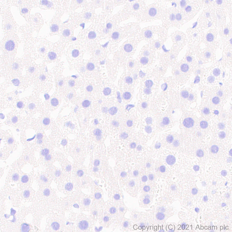 Immunohistochemistry (Formalin/PFA-fixed paraffin-embedded sections) - Anti-BIII antibody [EPR25384-127] - BSA and Azide free (AB288162)