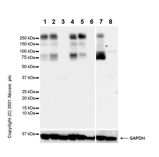 Western blot - Anti-BIII antibody [EPR25384-127] - BSA and Azide free (AB288162), expandable thumbnail