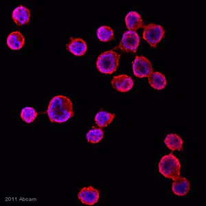 Immunocytochemistry/ Immunofluorescence - Anti-Bik antibody (AB52182)