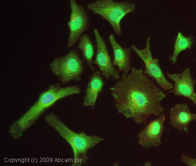 Immunocytochemistry/ Immunofluorescence - Anti-Bik antibody (AB52182)