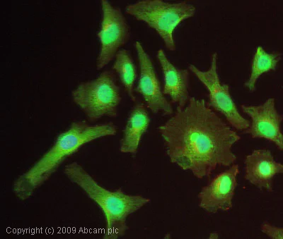 Immunocytochemistry/ Immunofluorescence - Anti-Bik antibody (AB52182)