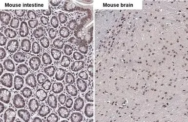 Immunohistochemistry (Formalin/PFA-fixed paraffin-embedded sections) - Anti-Bile Acid Receptor NR1H4 antibody (AB228949)