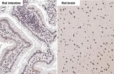 Immunohistochemistry (Formalin/PFA-fixed paraffin-embedded sections) - Anti-Bile Acid Receptor NR1H4 antibody (AB228949)