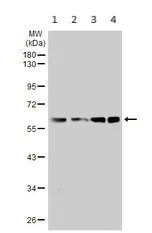 Western blot - Anti-Bile Acid Receptor NR1H4 antibody (AB228949)