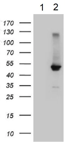 Western blot - Anti-Bile Acid Receptor NR1H4 antibody [OTI4F12] - BSA and Azide free (AB273661)
