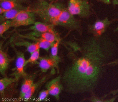 Immunocytochemistry/ Immunofluorescence - Anti-Bim antibody (AB7888)