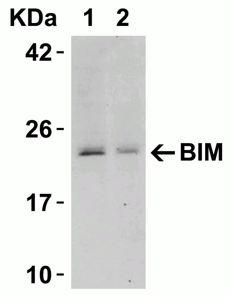 Western blot - Anti-Bim antibody (AB7888)