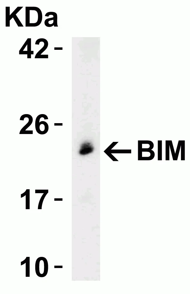 Western blot - Anti-Bim antibody (AB7888)