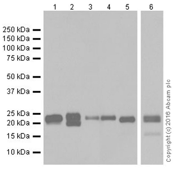Western blot - Anti-Bim antibody [Y36] (AB32158)