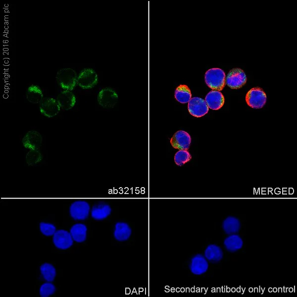 Immunocytochemistry/ Immunofluorescence - Anti-Bim antibody [Y36] - BSA and Azide free (AB170589)