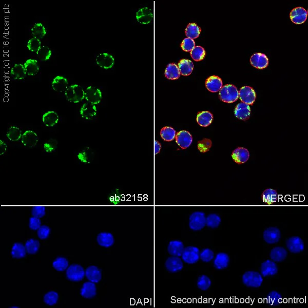 Immunocytochemistry/ Immunofluorescence - Anti-Bim antibody [Y36] - BSA and Azide free (AB170589)