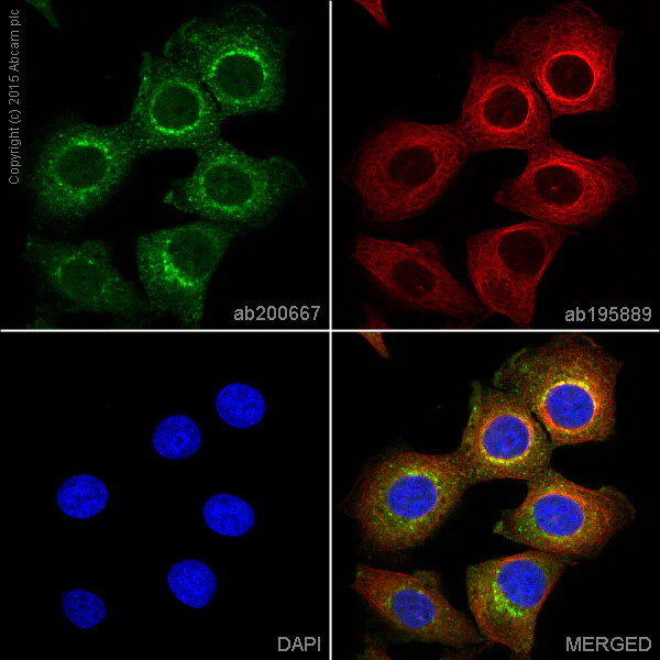 Immunocytochemistry/ Immunofluorescence - Anti-Bim antibody [Y36] - BSA and Azide free (AB170589)